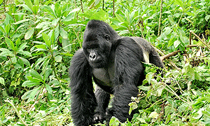 5 Days 4 Nights Bwindi Forest Gorilla Trekking Tour & Lake Bunyonyi Island Holiday (Driving) From Kampala, Uganda