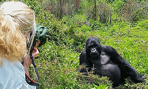 4 Days 3 Nights Bwindi Forest Gorilla Trekking Tour & Lake Bunyonyi Island Holiday (Driving) From Kampala, Uganda