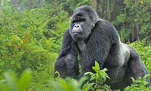 3 Days 2 Nights Bwindi Impenetrable Park Gorilla Trekking Safari (Driving) From Kampala or Entebbe, Uganda