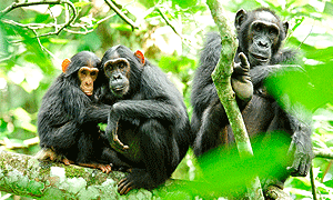 5 Days 4 Nights Lake Mburo National Park Safari & Kibale Chimpanzee National Park Tracking (Driving) From Kampala, Uganda