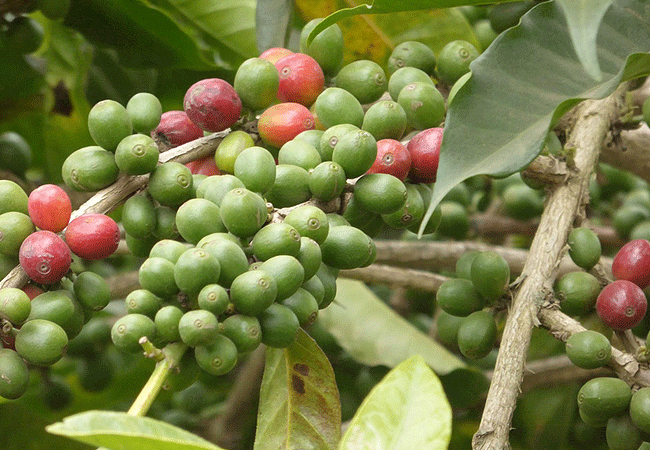 Arusha Cultural Day Tour Ilkidinga Village
