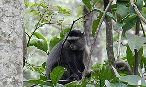 3 Days 2 Nights Kakamega Rain-forest Reserve Bird-watching Tour (Driving) From Nairobi