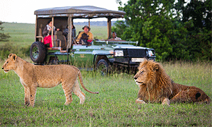  5 Days 4 Nights Kenya Safari Ol Pejeta, Lake Naivasha & Masai Mara Safari (Driving) From Nairobi