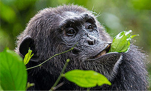 2 Days 1 Night Uganda Safari - Kibale National Park Chimpanzee Tracking (Driving) from Kampala