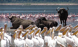 3 Days 2 Nights Lake Nakuru & Lake Bogoria (Driving) Safari From Nairobi