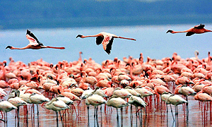3 Days 2 Nights Lake Nakuru – Lake Baringo – Lake Bogoria & Lake Naivasha Safari from Nairobi