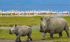 3 Days 2 Nights Lake Nakuru National Park Safari (Driving Package) From Nairobi