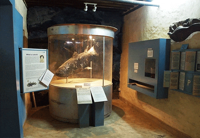 malindi-national-museum-day-tour-local-flora-and-fauna Malindi Museum Day Tour