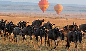  5 Days 4 Nights Kenya Safari Lake Naivasha & Masai Mara Game Reserve (Driving) From Nairobi