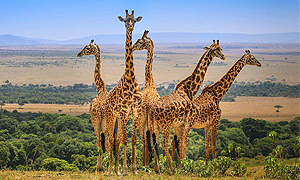 3 Days 2 Nights Masai Mara Game Reserve Safari (Driving Package) From Nairobi