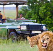 Luxury safaris