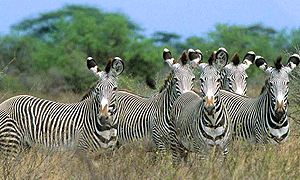  5 Days 4 Nights Kenya Safari Aberdare, Samburu & Meru National Park (Driving) From Nairobi