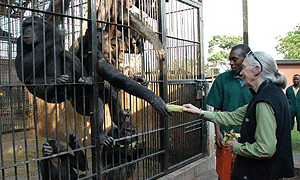 3 Days 2 Nights Ngamba Island Chimpanzee Sanctuary Safari From Kampala or Entebbe - Uganda