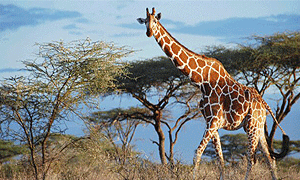  4 Days 3 Nights Aberdare National Park – Samburu Game Reserve Safari From Nairobi
