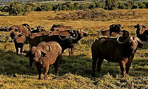  4 Days 3 Nights Sangare Wildlife Sanctuary (Aberdare) Safari From Nairobi