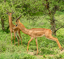 Sinya Wildlife Conservancy Tanzania 1 Day Safari from Arusha - Tanzania