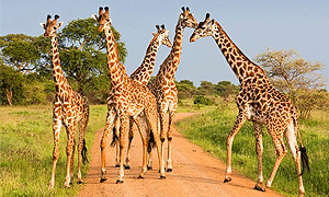 3 Days 2 Nights Tsavo East National Park & Amboseli National Park Safari (Driving Package) From Watamu