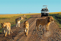 Malindi Tsavo East National Park Safari Day Trip