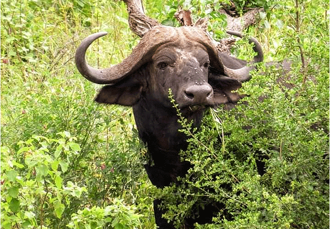 Malindi Tsavo East National Park Safari Day Trip