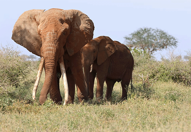 Malindi Tsavo East National Park Safari Day Trip