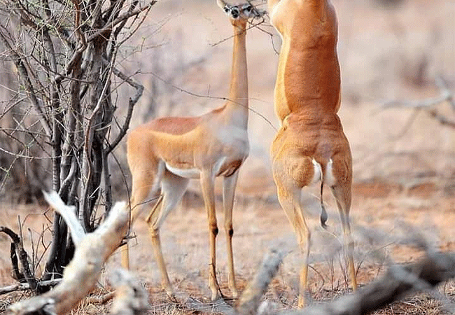 Malindi Tsavo East National Park Safari Day Trip