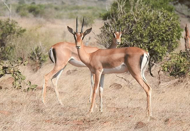 Malindi Tsavo East National Park Safari Day Trip