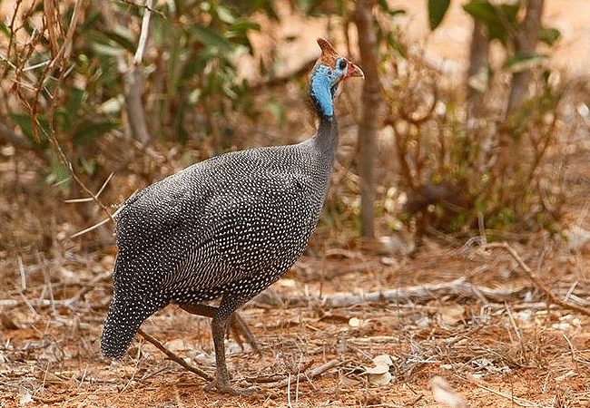 Malindi Tsavo East National Park Safari Day Trip