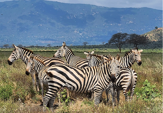 Malindi Tsavo East National Park Safari Day Trip