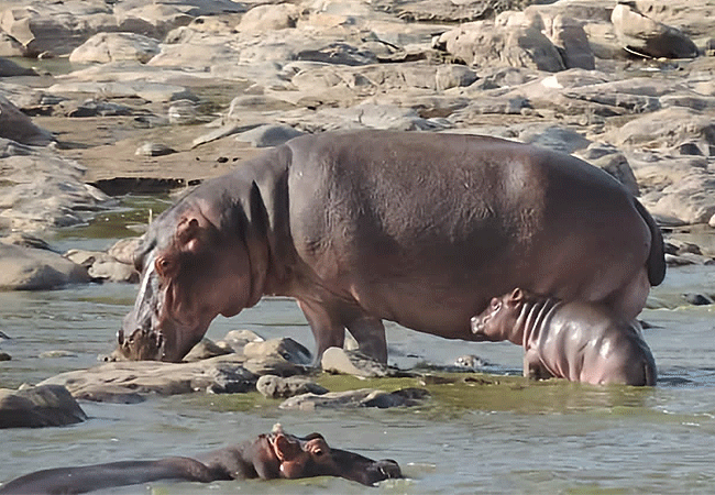 Malindi Tsavo East National Park Safari Day Trip
