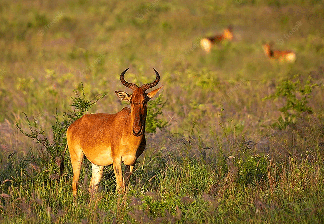Malindi Tsavo East National Park Safari Day Trip