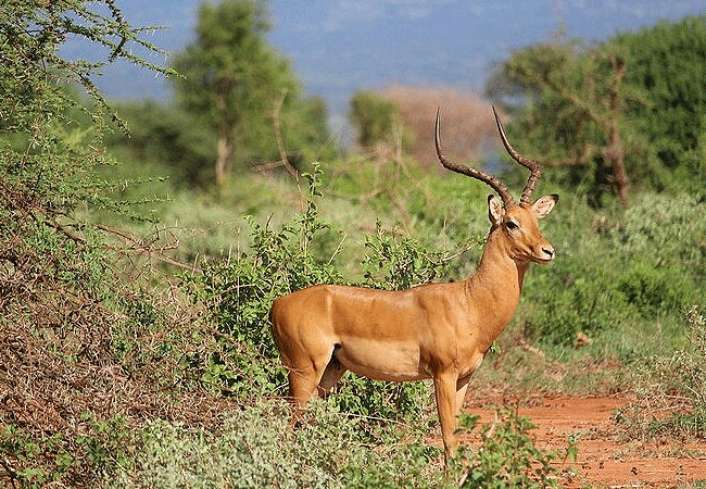 Malindi Tsavo East National Park Safari Day Trip