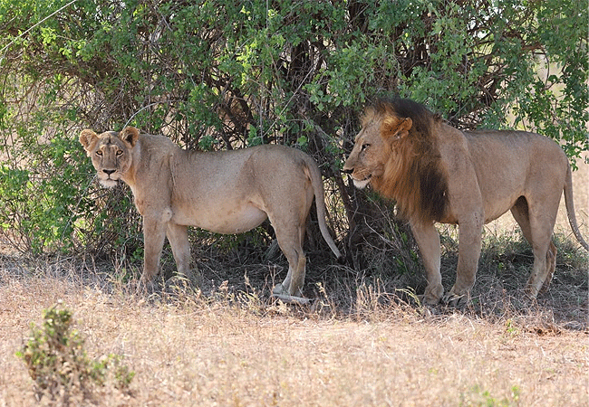 Malindi Tsavo East National Park Safari Day Trip