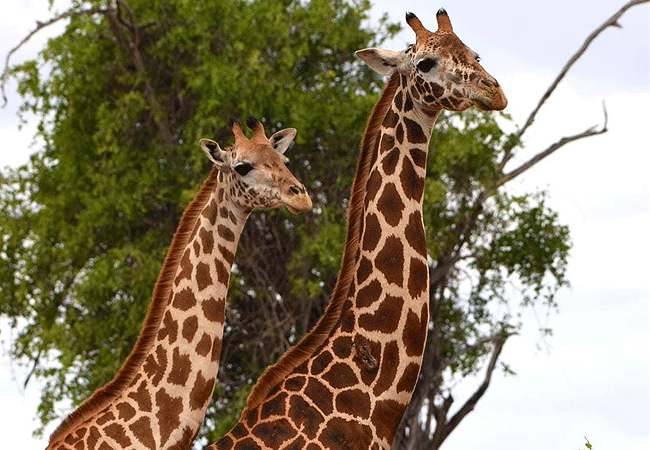 Malindi Tsavo East National Park Safari Day Trip