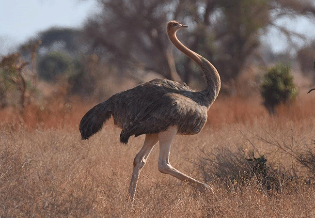 Malindi Tsavo East National Park Safari Day Trip