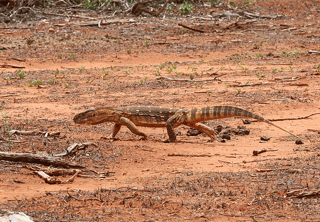 Malindi Tsavo East National Park Safari Day Trip