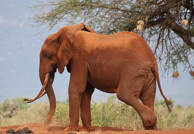 Malindi Tsavo East National Park Safari Day Trip