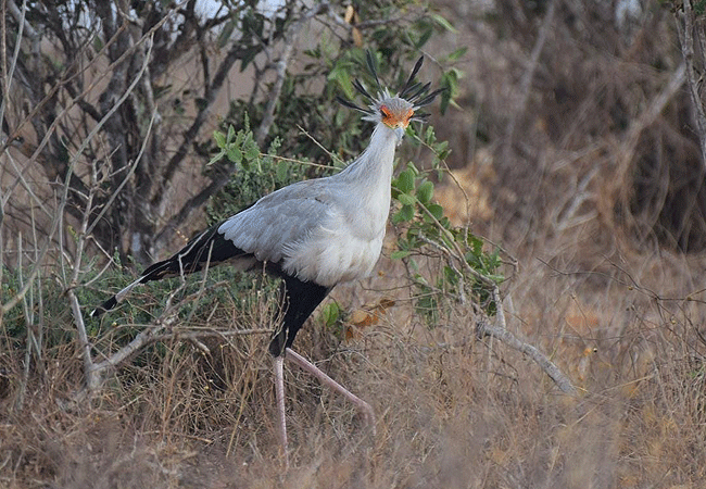 Malindi Tsavo East National Park Safari Day Trip