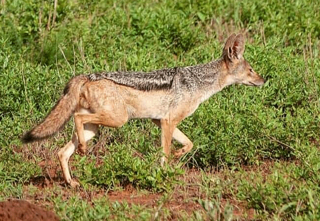 Malindi Tsavo East National Park Safari Day Trip