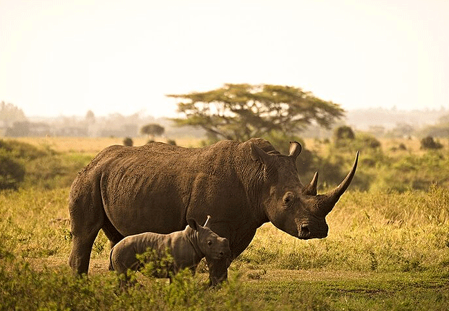 Malindi Tsavo East National Park Safari Day Trip