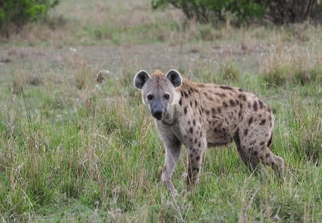 Malindi Tsavo East National Park Safari Day Trip