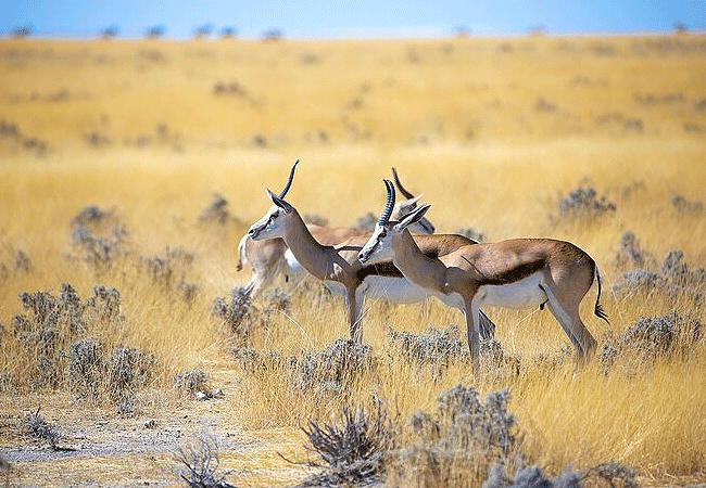 Malindi Tsavo East National Park Safari Day Trip