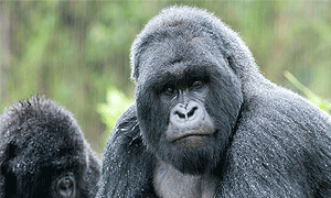 4 Days 3 Nights Mgahinga Gorilla National Park (Driving) From Kampala, Uganda