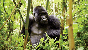 4 Day Gorilla Trekking Tour (Uganda - Bwindi Impenetrable National Park) & (Rwanda -Bwindi Impenetrable National Park) From Kampala/ Entebbe, Uganda