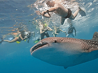 1 Day Zanzibar Trip to Mafia island Fly-in Tour