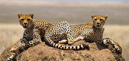 1 Day Masai Mara Game Reserve Wildlife Safari Kenya ...