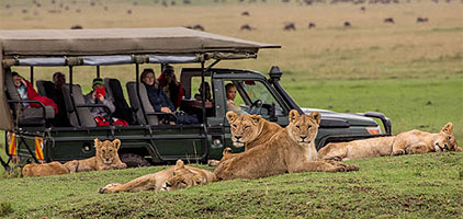 1 Day Masai Mara National Reserve Safari