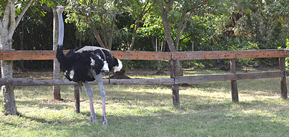 Masai Ostrich Farm Kitengela 1 Day Tour