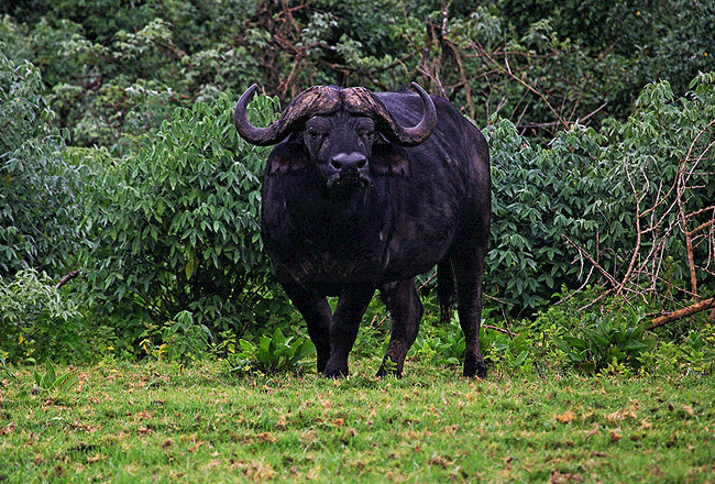 one-day hike to Mount Kenya from Nairobi i