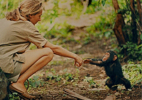 Nyungwe National Park 1 Day Chimpanzee Trekking Tour – Rwanda