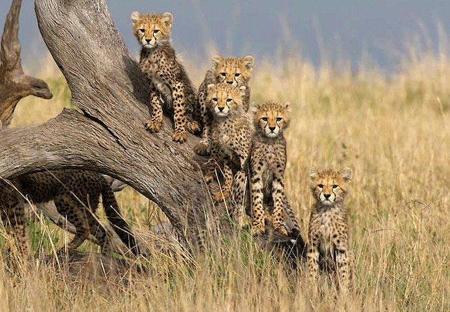 2-days-1-night-kisumu-masai-mara-road-safari-cheetah-cubs 2 Days 1 Night Kisumu Masai Mara Road Safari
